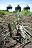 Rows of organic onions growing under the sun on the SK Delights farm.