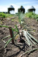 A garden scene featuring a row of onions growing in dark soil, with the focus on the frontmost onion. The background includes three conical structures covered with greenery, set against a blue sky.