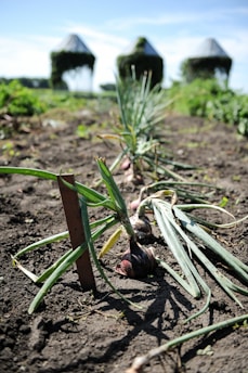 A garden scene featuring a row of onions growing in dark soil, with the focus on the frontmost onion. The background includes three conical structures covered with greenery, set against a blue sky.