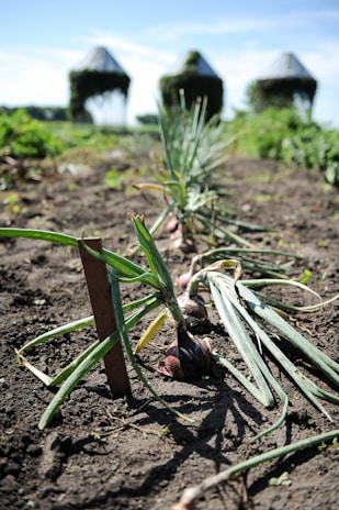 A vibrant field of onions ready for harvest under a clear blue sky.