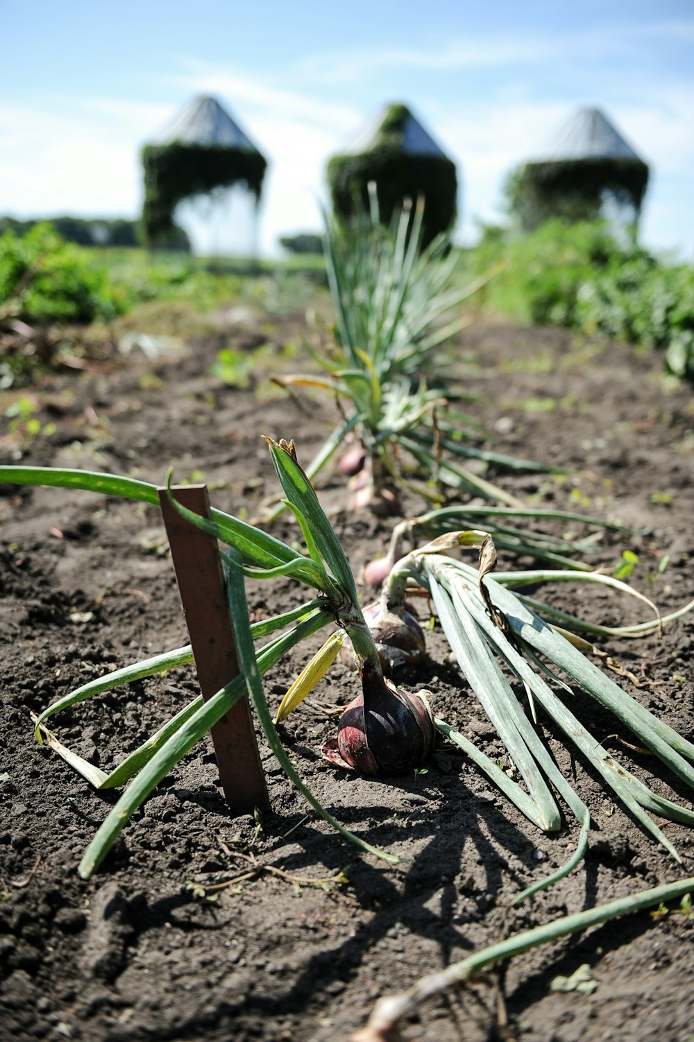 a row of green onions growing in a field