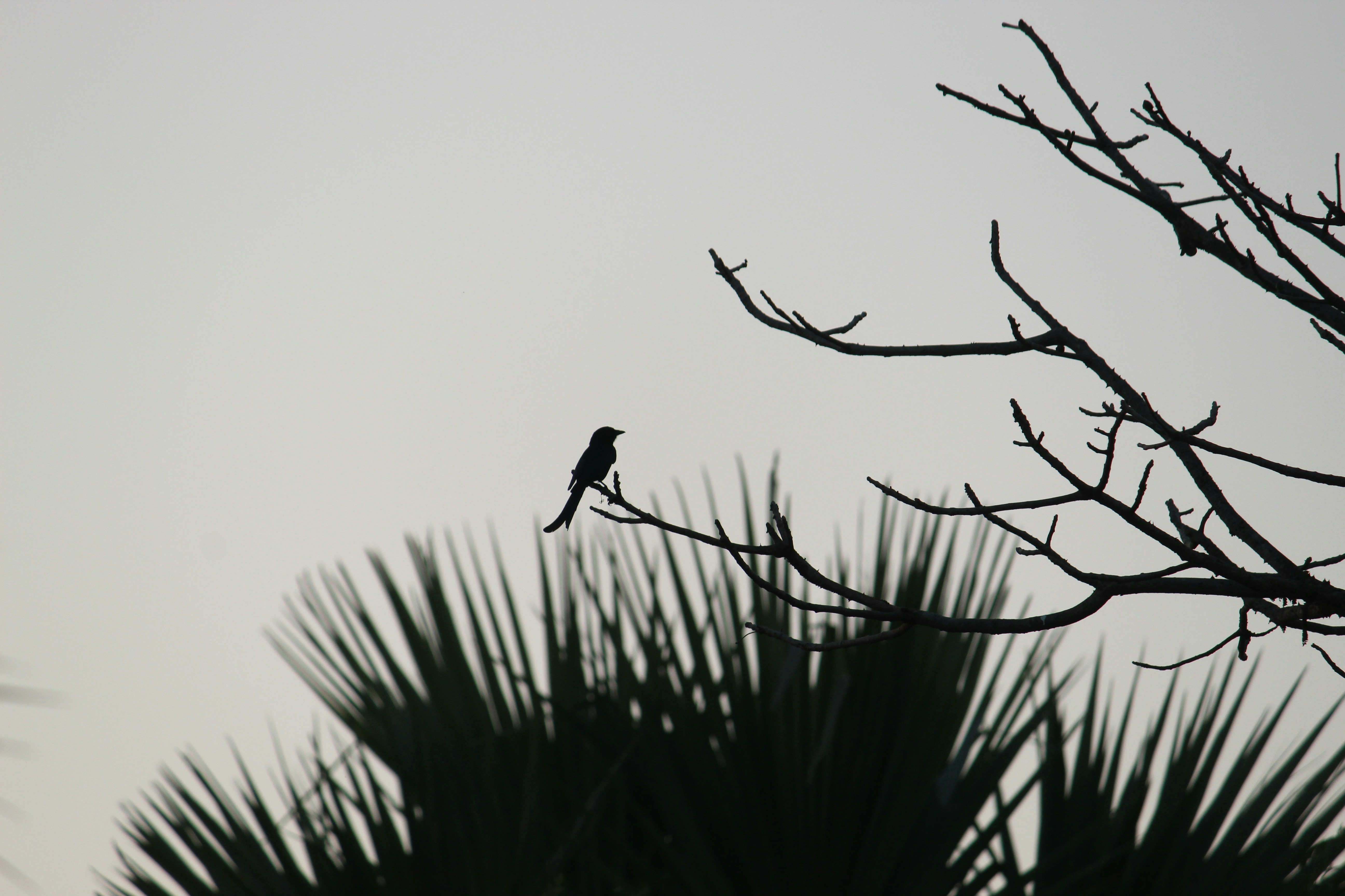 Photo by chandrakant96