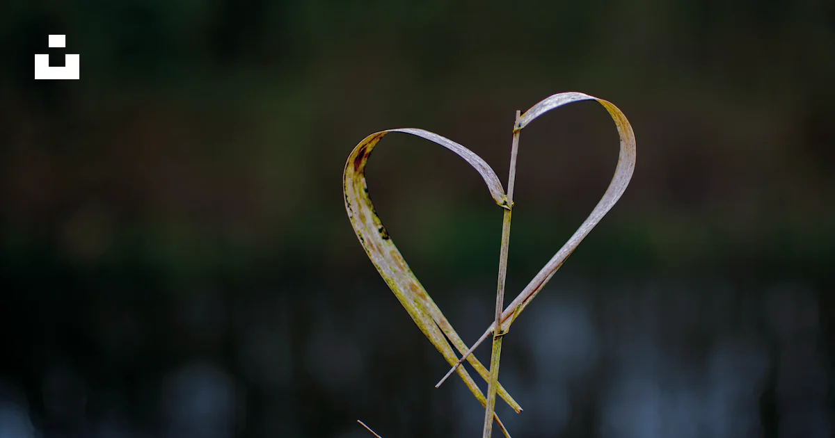 A close up of a plant with a heart shaped stem photo – Free Love Image ...