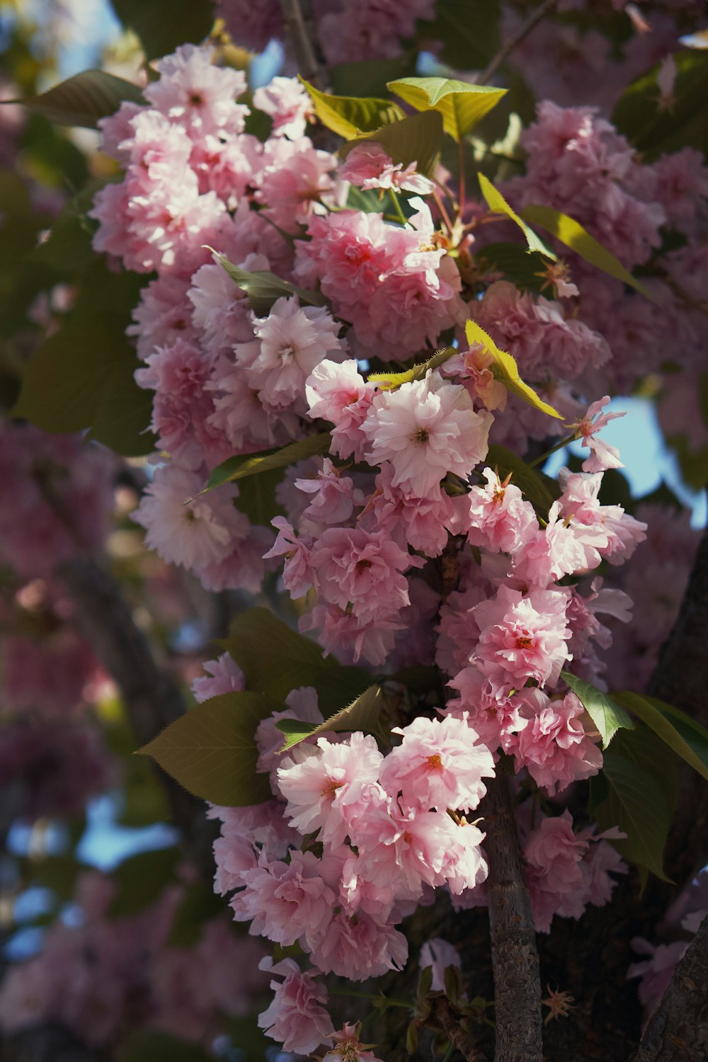 pink flowers are blooming on the branches of a tree