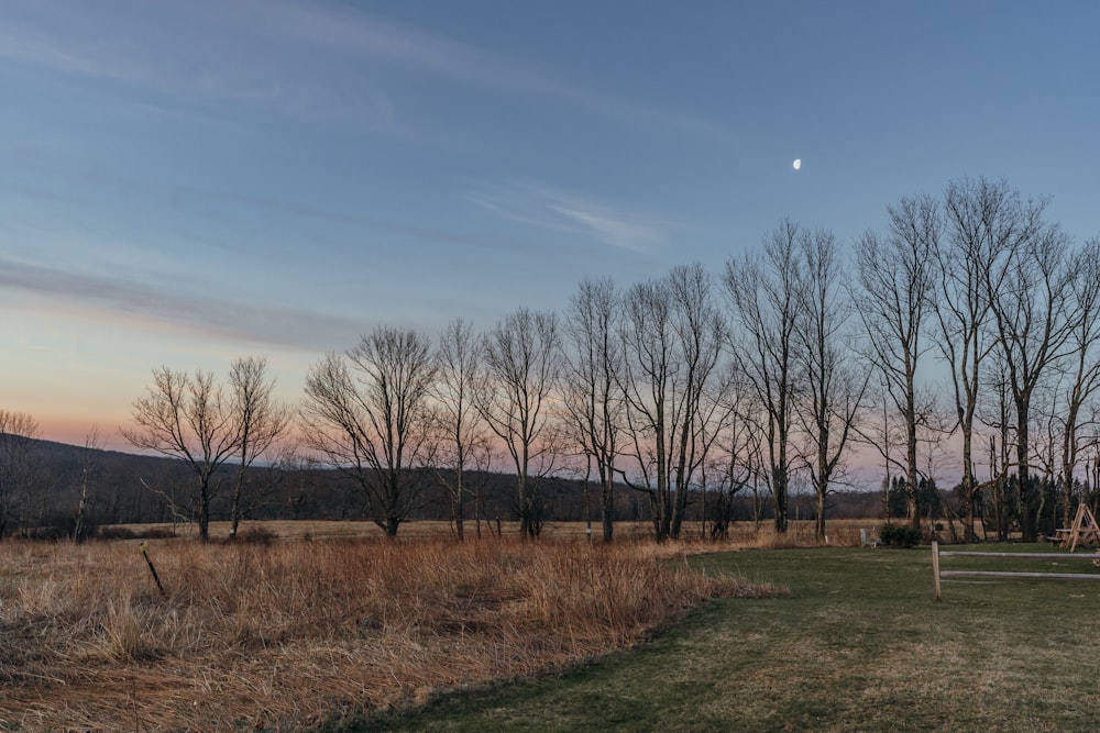 a grassy field with trees and a fence