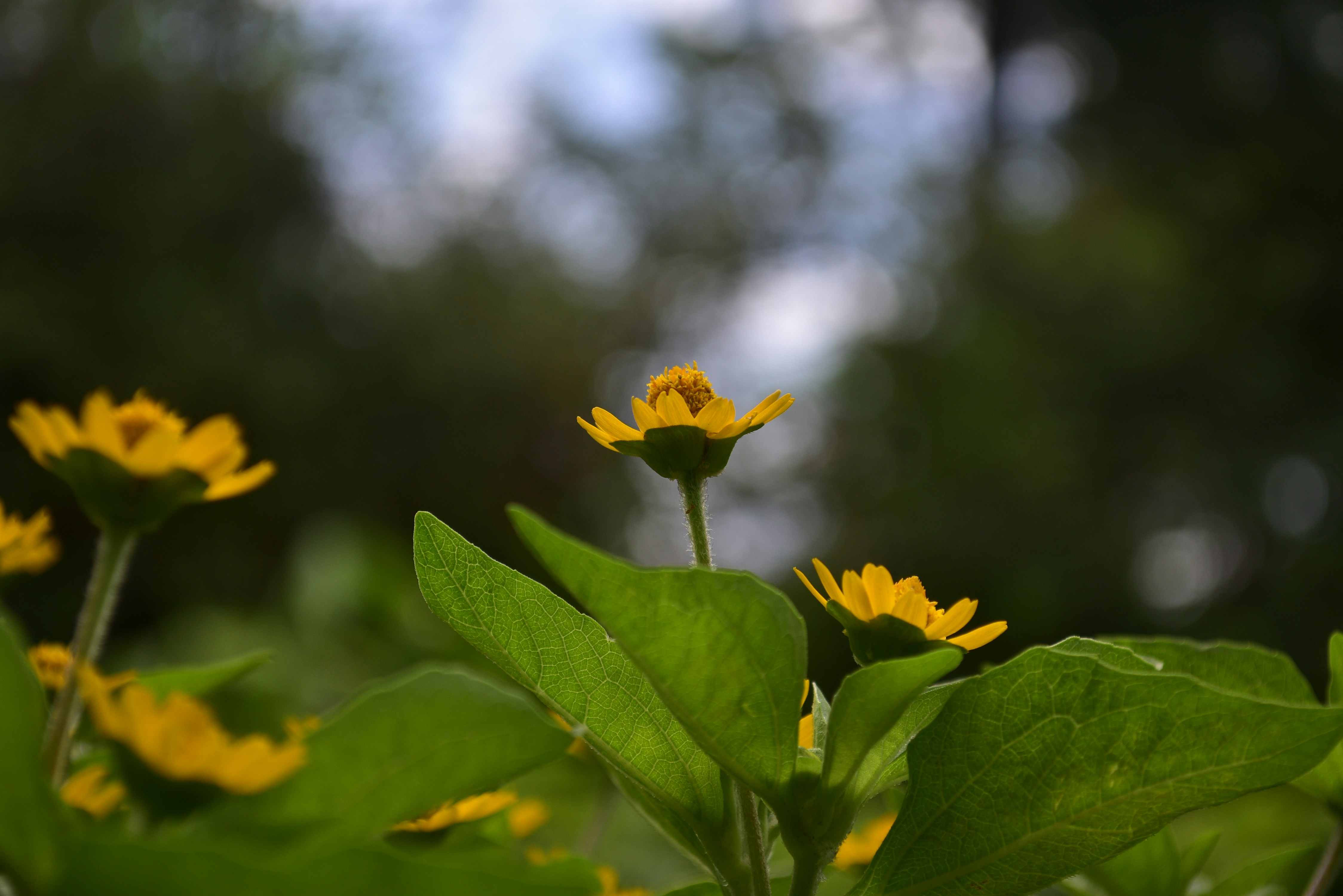 Eine Gruppe gelber Blumen, die auf einem üppig grünen Feld sitzen