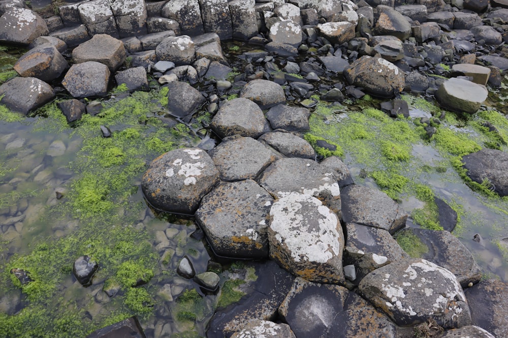 a rocky beach covered in lots of green moss