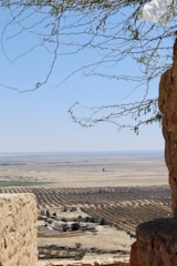 Sunlit rows of moringa trees and desert-adapted crops thriving under the Arizona sky.