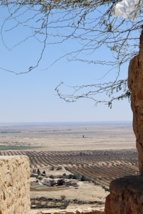 A vast, arid landscape with rows of trees stretching across the terrain. A small settlement with a few buildings and some greenery is visible in the foreground. The sky is bright blue with sparse tree branches partially visible at the top of the image, framing the scene.