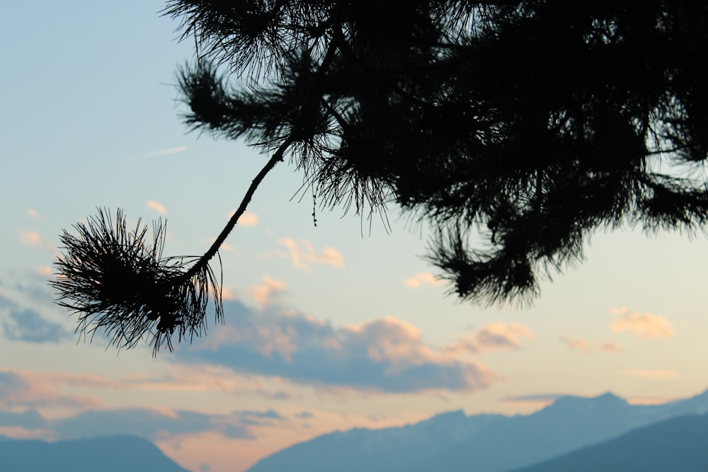 a pine tree branch with mountains in the background