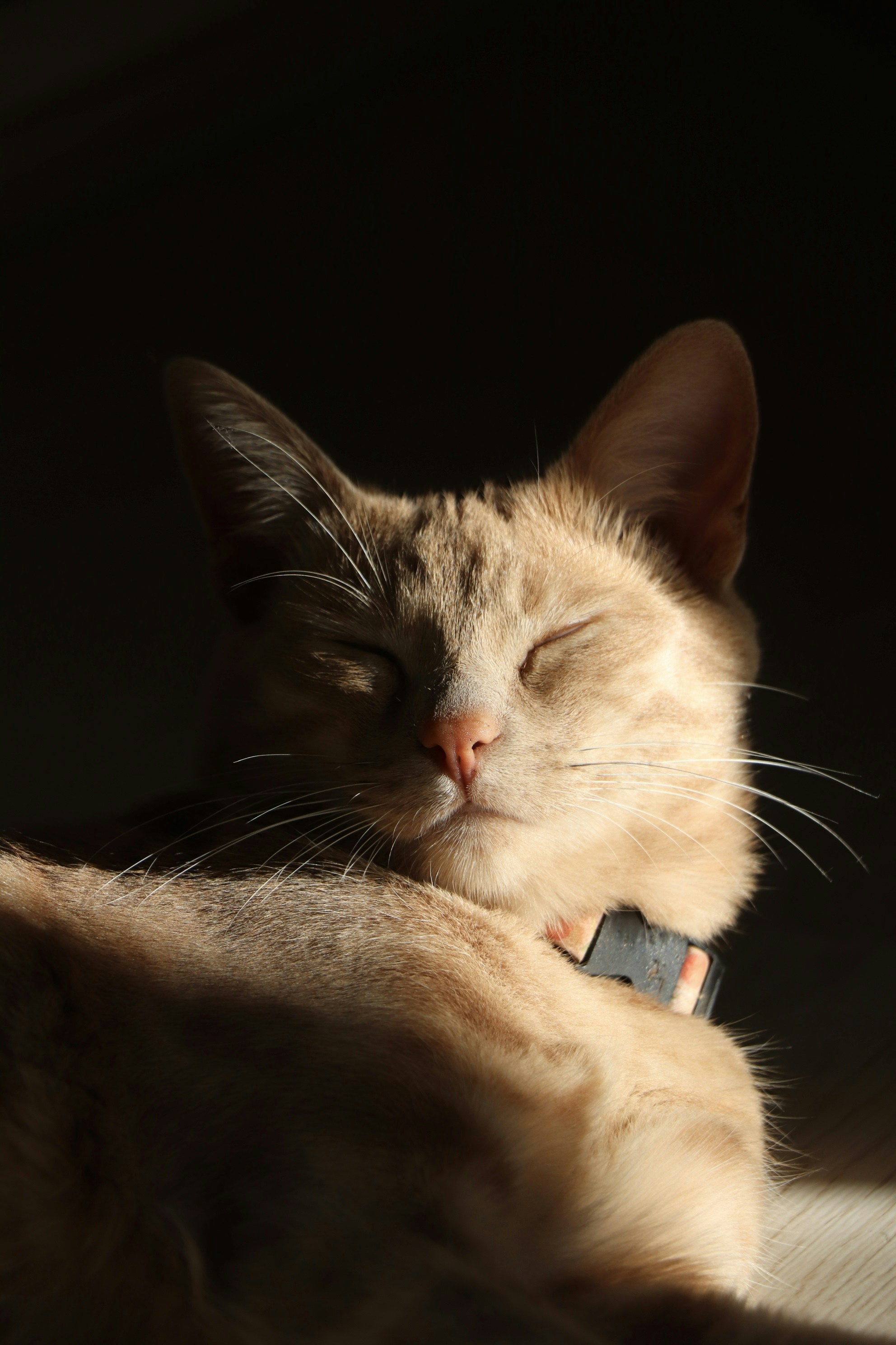 Discovering the Rhythm of Feline Life (image credits: unsplash)