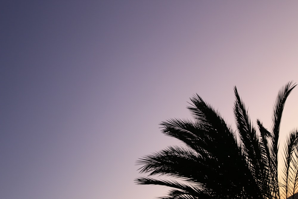 a palm tree is silhouetted against a purple sky