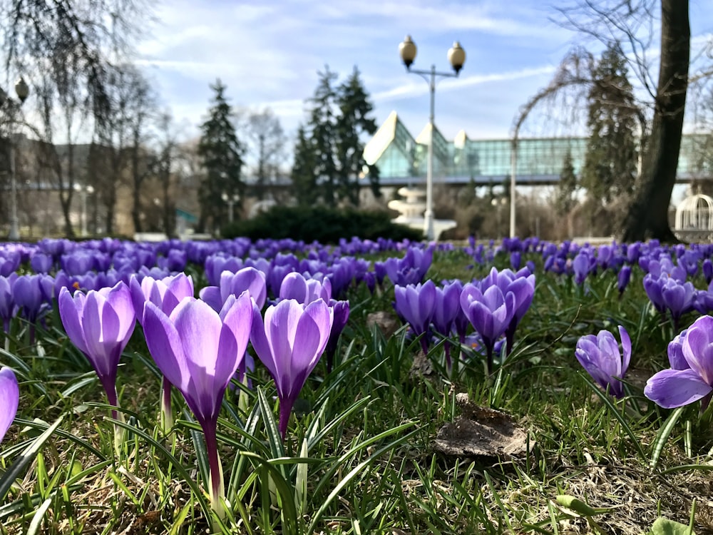 a field full of purple flowers with a bridge in the background