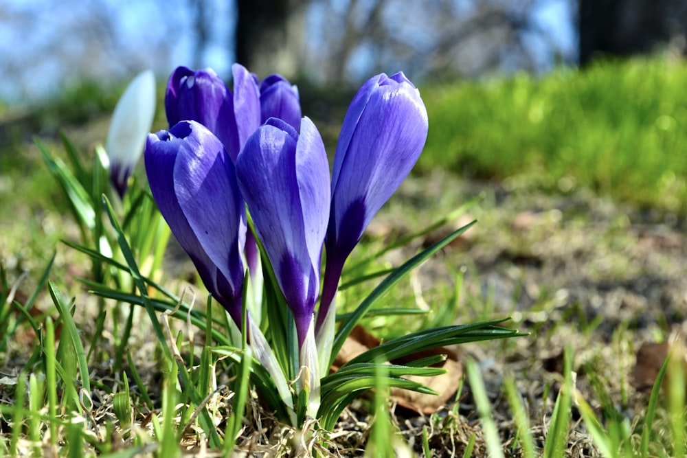 a couple of purple flowers sitting in the grass