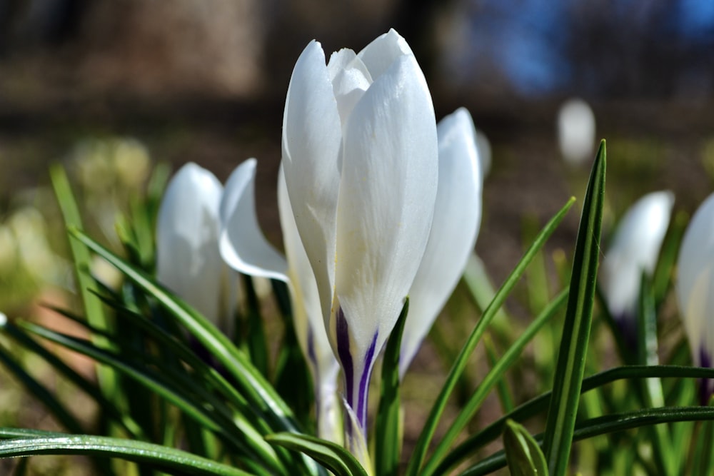 eine Gruppe weißer Blumen, die im Gras sitzen