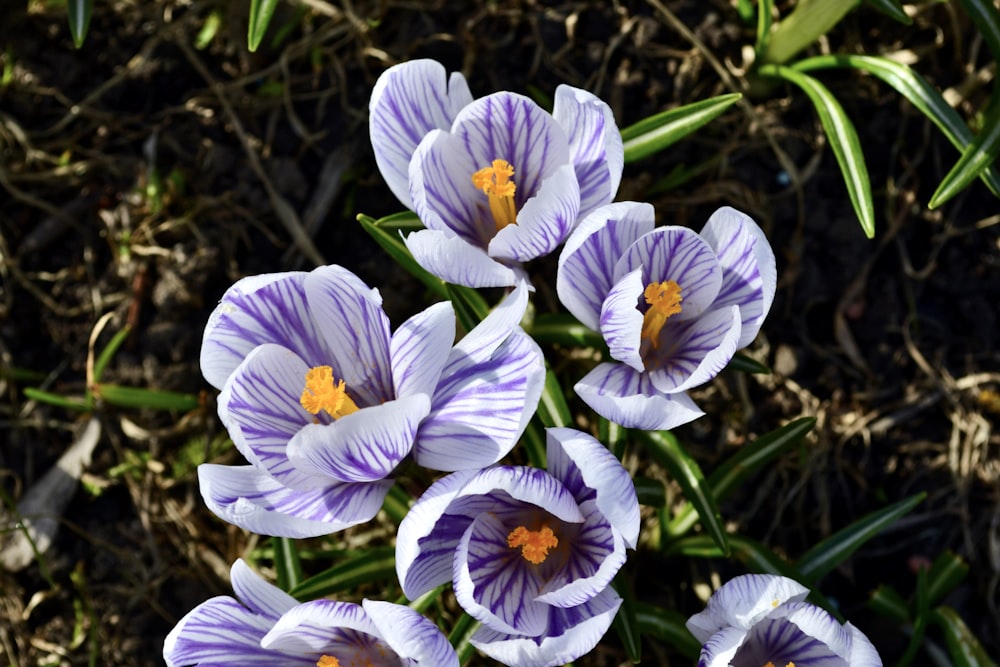 Eine Gruppe violetter Blumen, die auf einem grasbewachsenen Feld sitzen