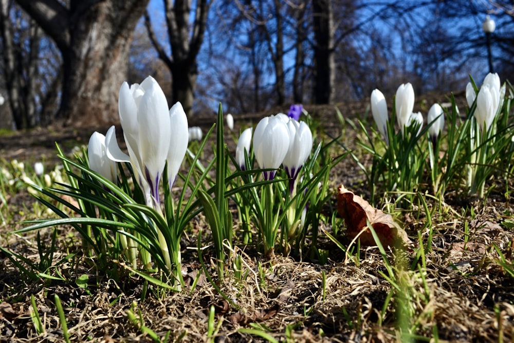 a group of white flowers sitting on top of a grass covered field