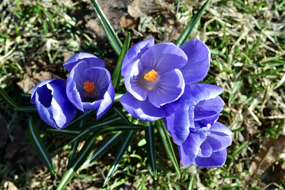 a couple of purple flowers sitting on top of a grass covered field