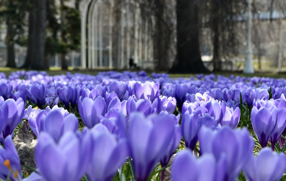 a field of purple flowers with trees in the background