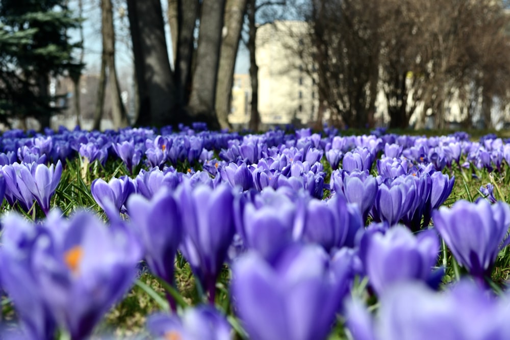 a field of purple flowers with trees in the background