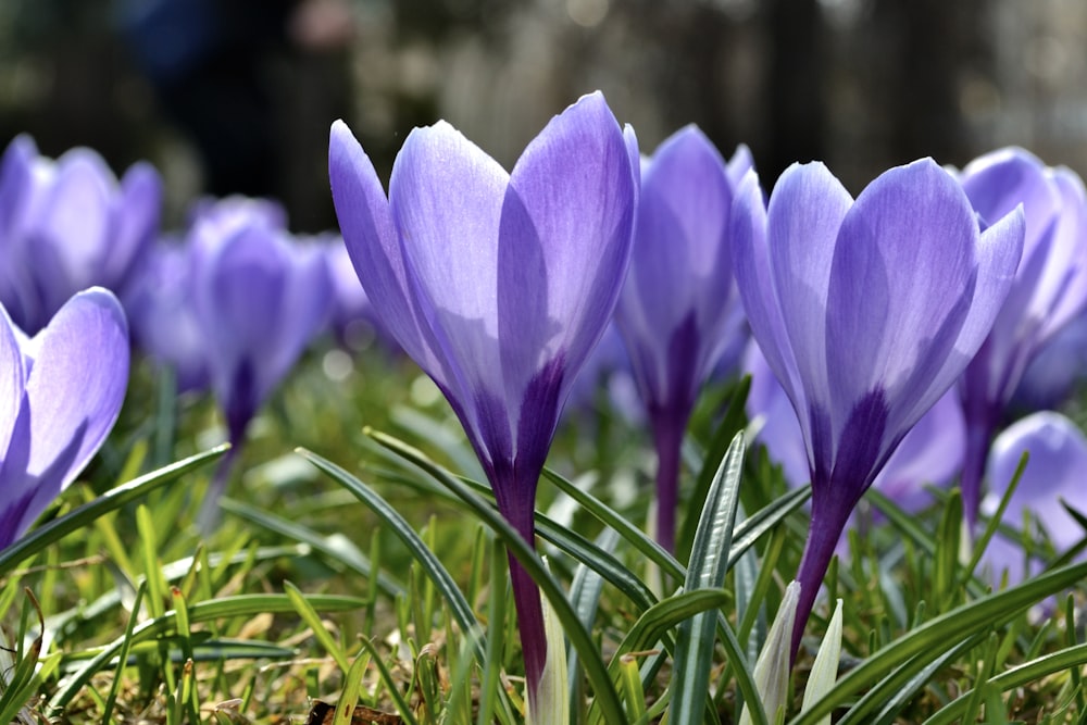 a group of purple flowers in the grass