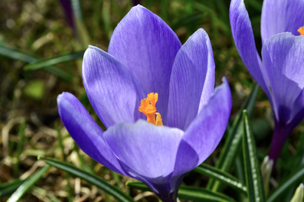 a couple of purple flowers that are in the grass