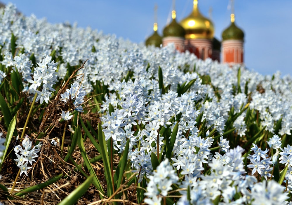 a field of blue flowers with a church in the background