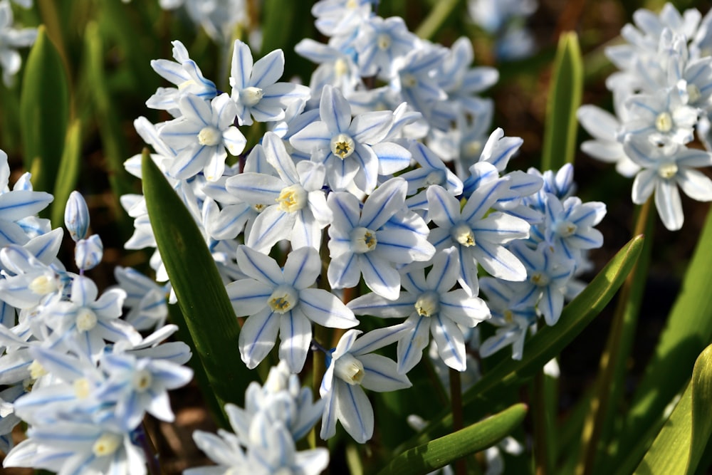 a bunch of blue and white flowers in a field