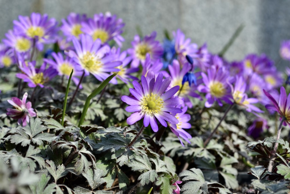 a bunch of purple flowers that are in a planter