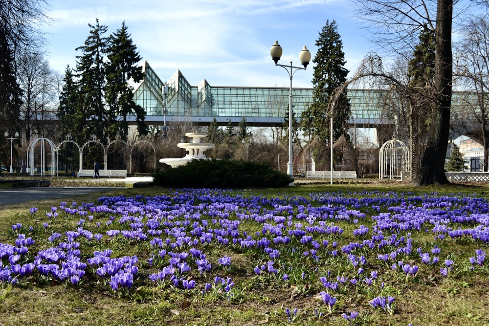 Un campo de flores púrpuras frente a un edificio