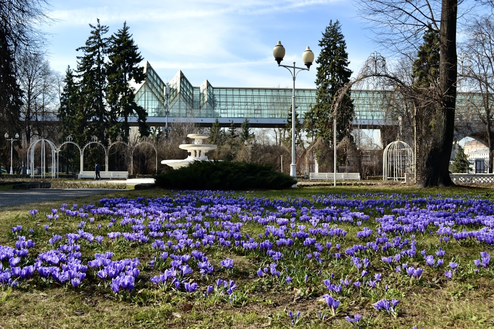 a field of purple flowers in front of a building