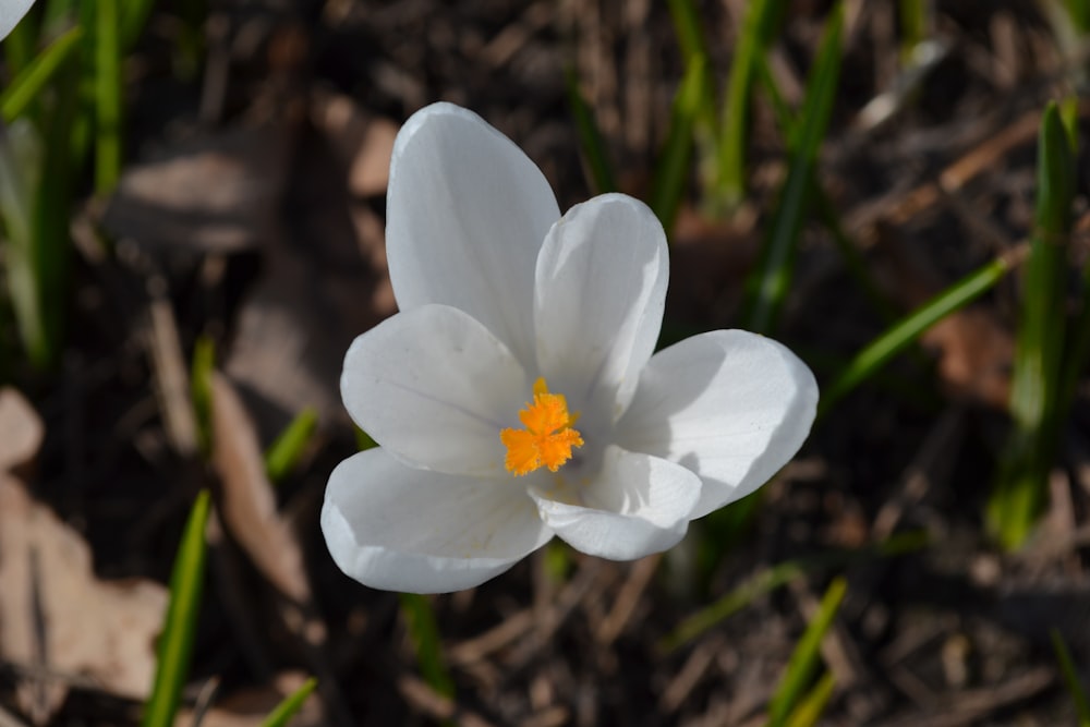 a single white flower with a yellow center