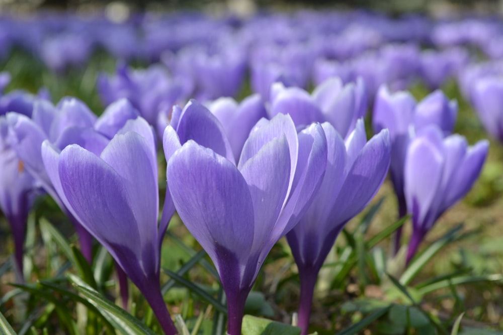 ein Feld voller lila Blüten mit grünen Blättern