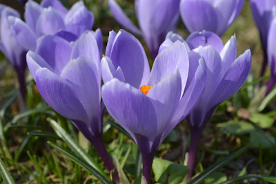A close-up of vibrant purple and orange flowers symbolizing Poliniza's brand colors.