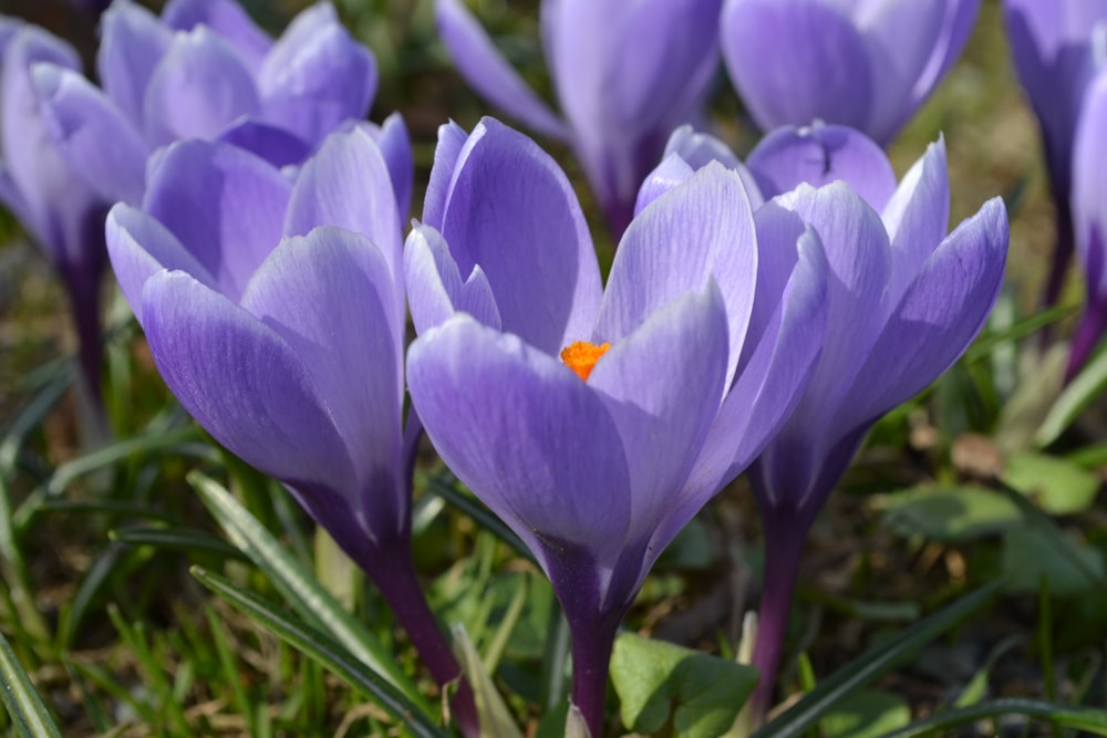 a group of purple flowers in the grass