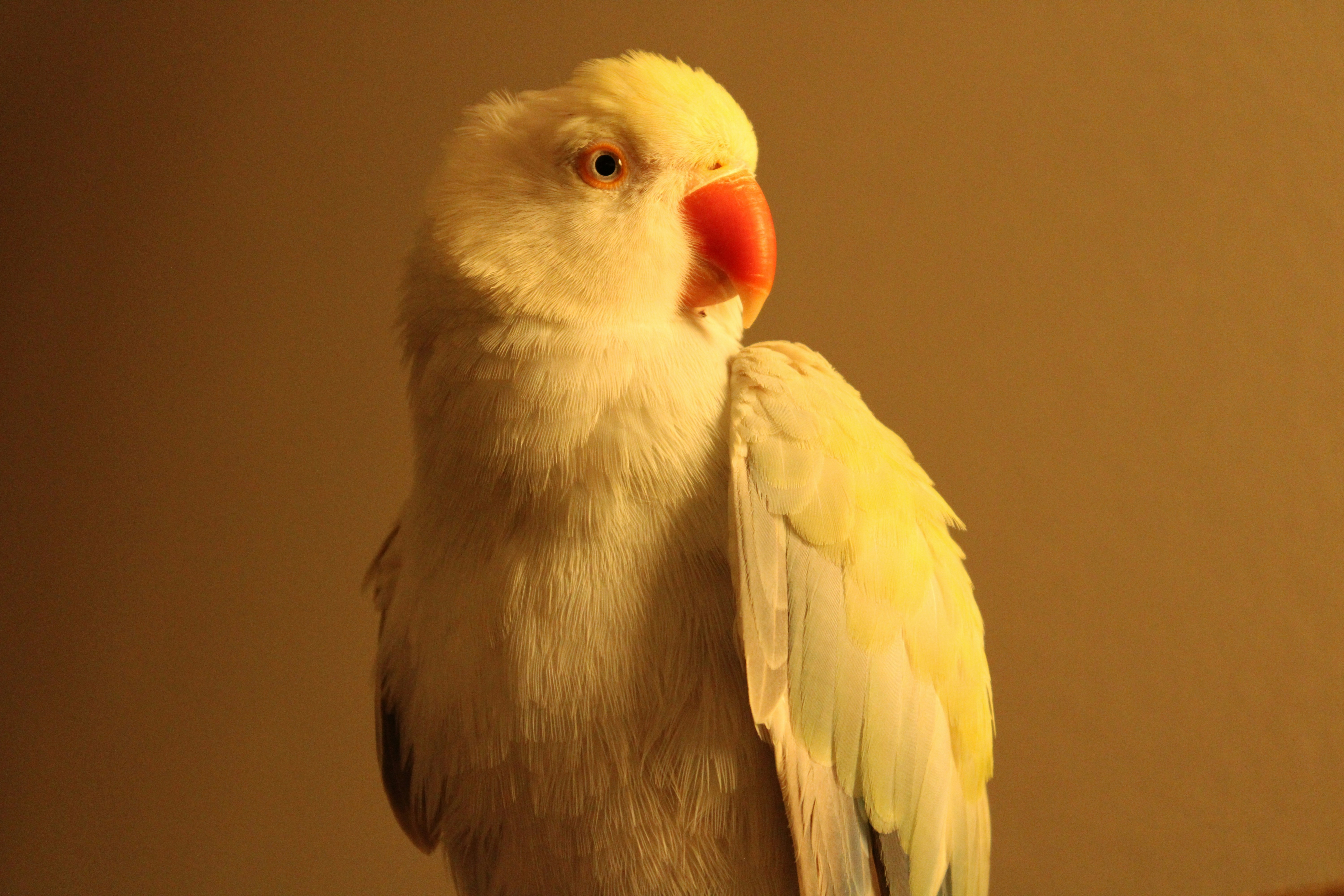 Birdcall Allergen Menu