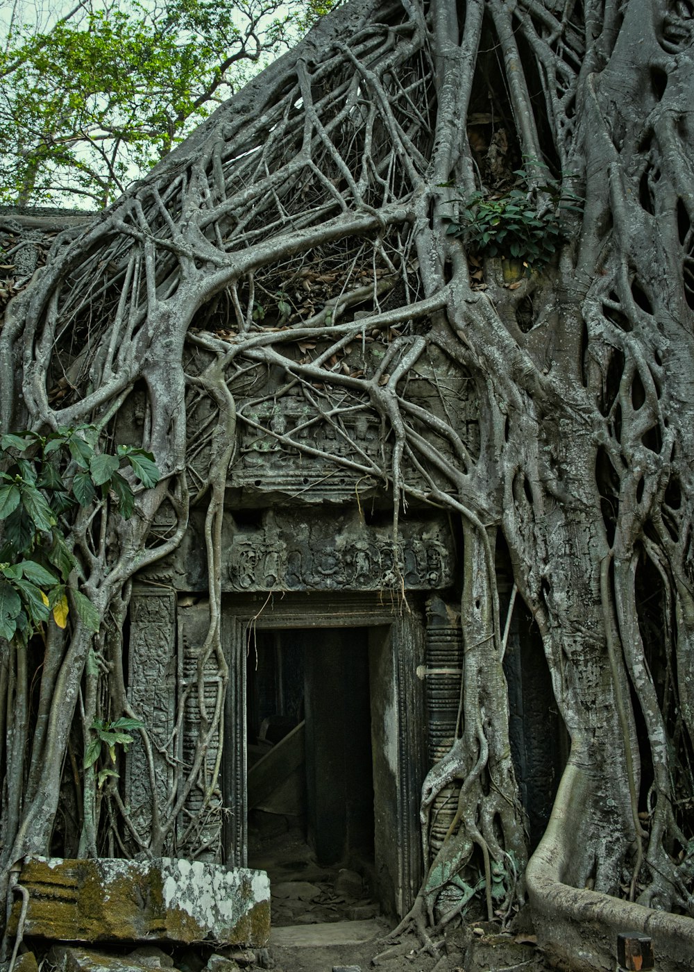 a very large tree growing over the entrance to a building