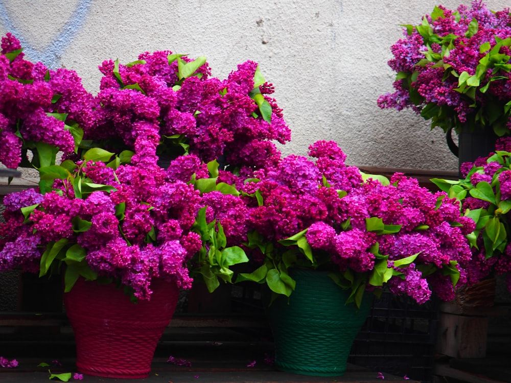 a bunch of flowers that are in some pots