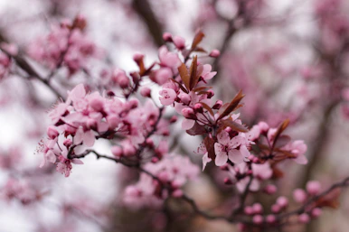 a close up of a tree with pink flowers
