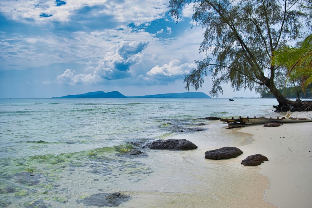 a beach with rocks and a tree in the water