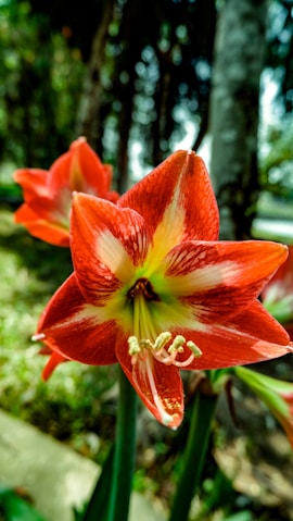 a close up of a red and white flower