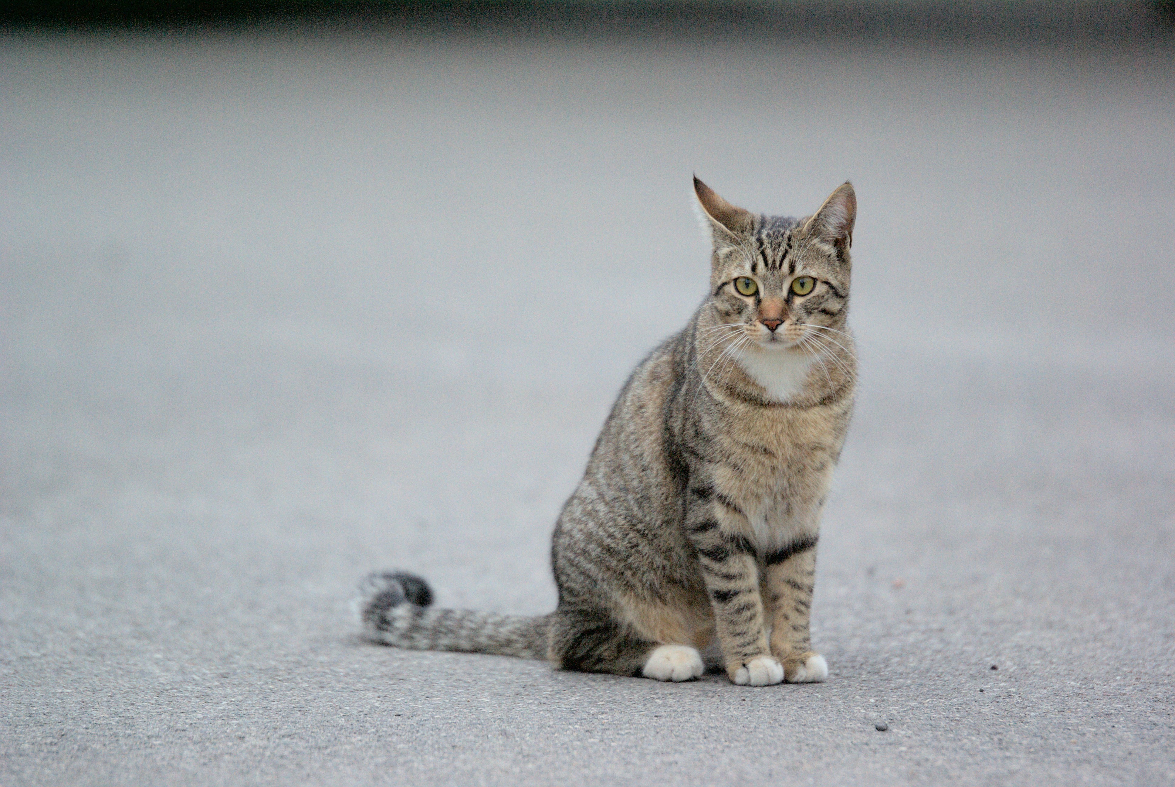 Photo by paulschnuerle