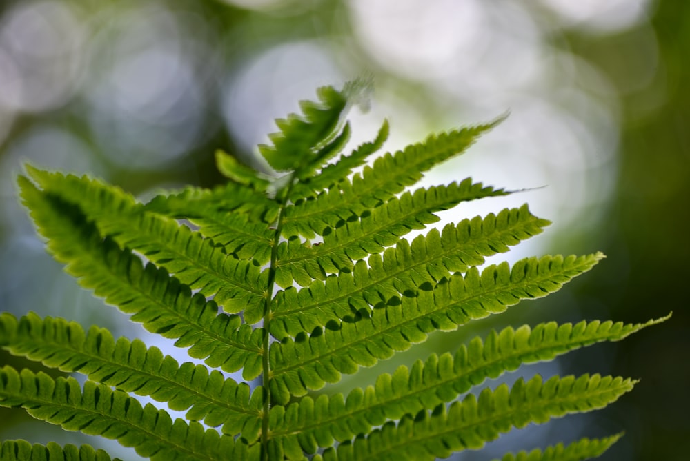 a close up of a green leaf on a tree