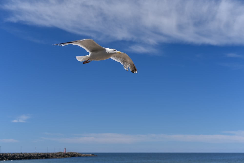 a seagull flying over the ocean on a sunny day