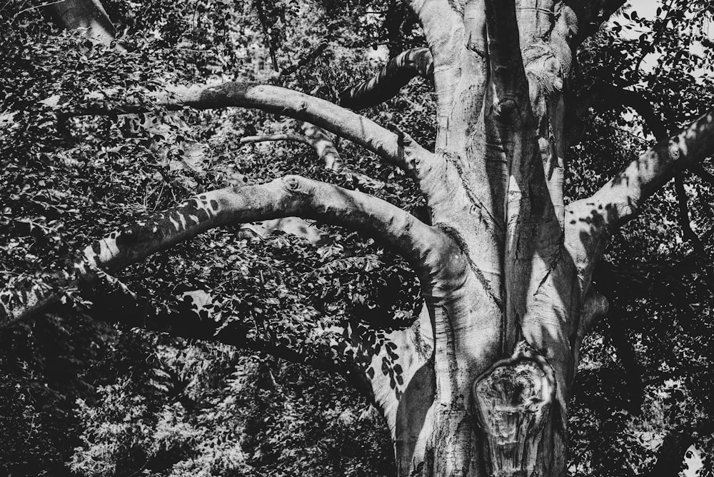 a black and white photo of a tree