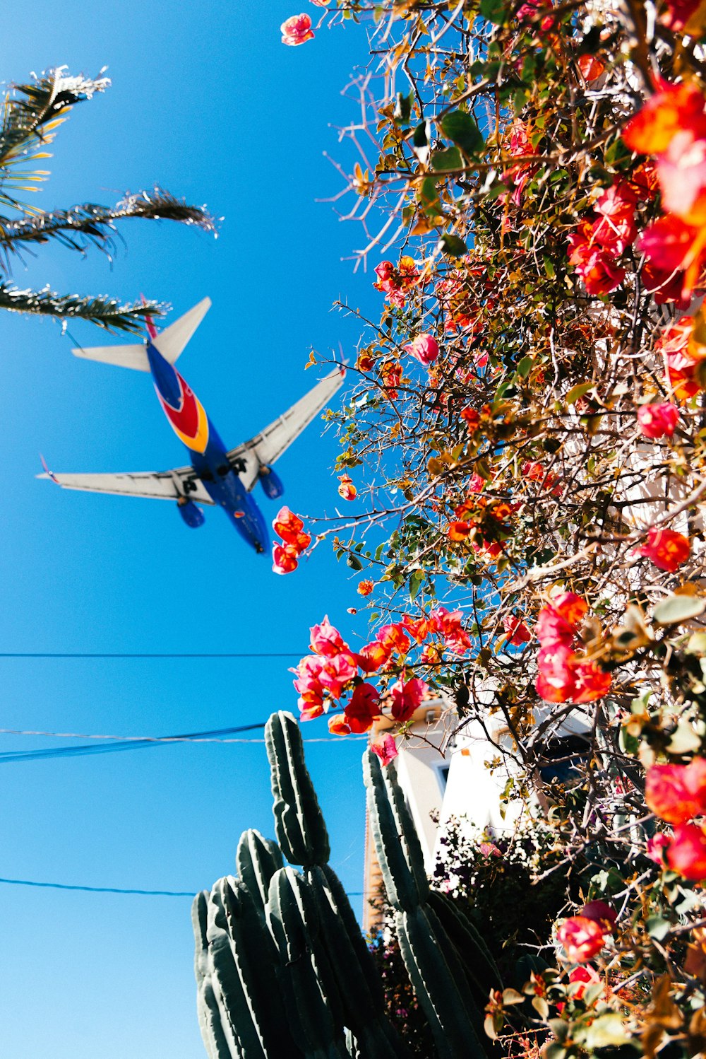 Ein Flugzeug fliegt über einen Kaktus und Blumen