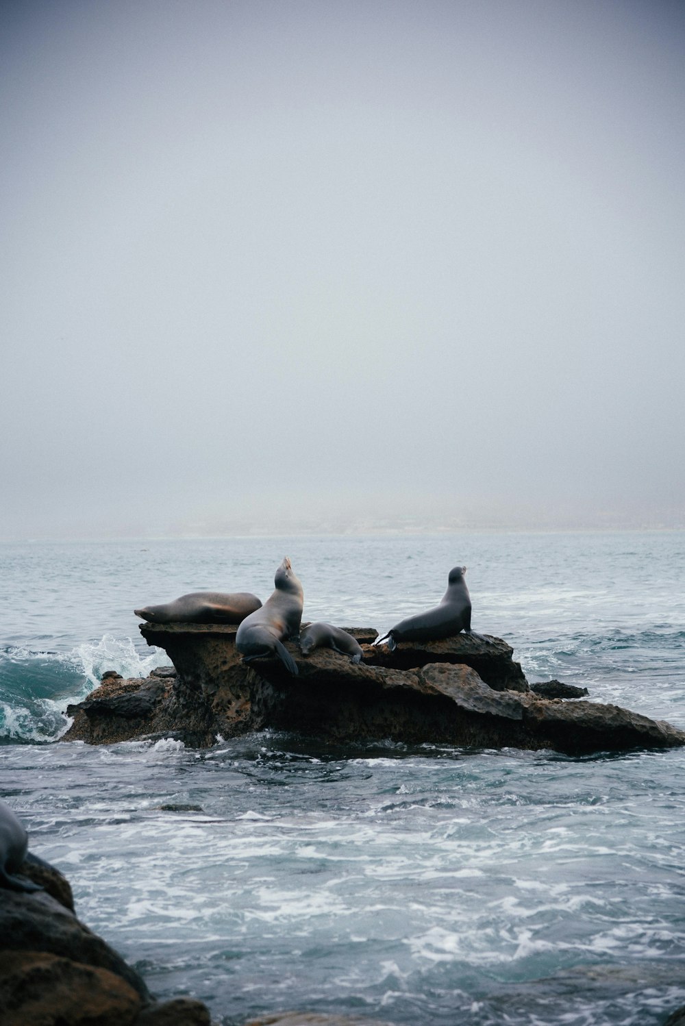 three seagulls sitting on a rock in the ocean