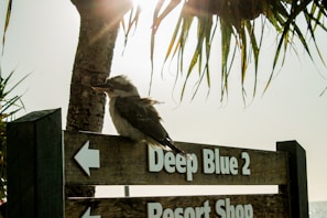 A kookaburra perches on a wooden sign directing to 'Deep Blue 2' and a 'Resort Shop'. The scene is backlit by the sun, creating a warm, bright atmosphere. Palm tree leaves partially frame the sky, adding to the tropical setting.