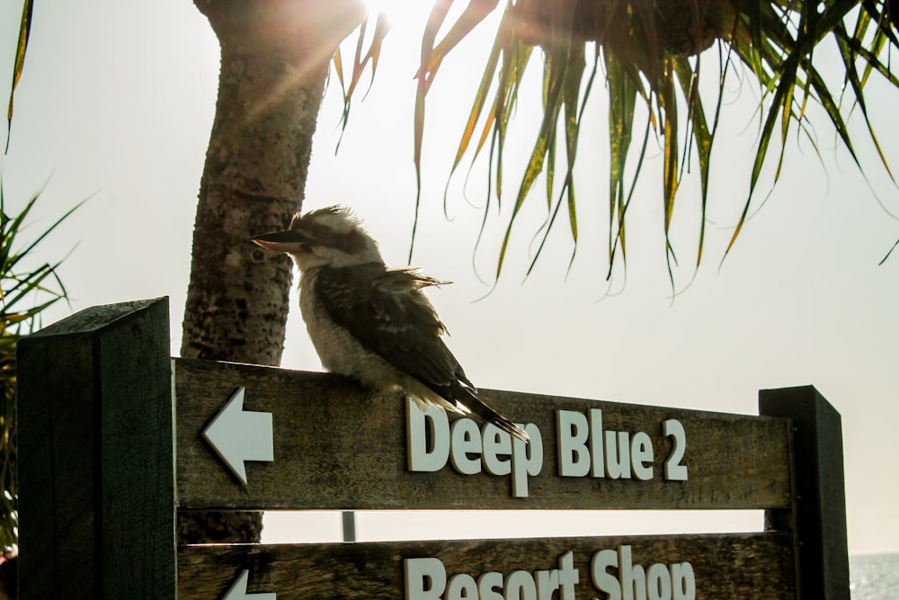 a bird sitting on top of a sign next to a palm tree