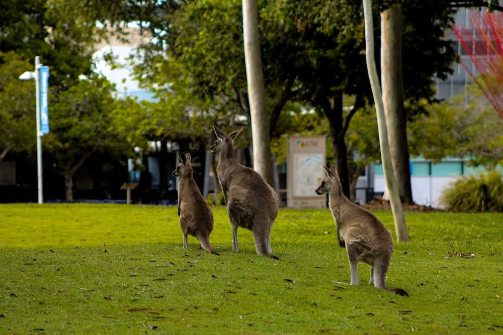 a group of kangaroos are standing in the grass
